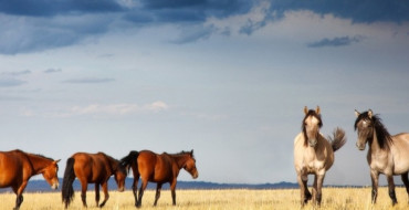 Steppes of Kazakhstan for Travelers