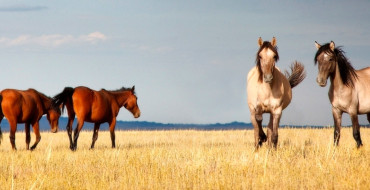 Steppes of Kazakhstan for Travelers