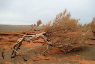 Saxaul tree