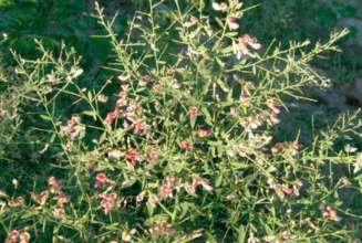 Camel thorn