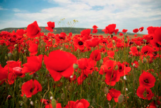 Poppies