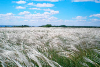 Feather grass