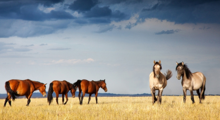 Kazakh Steppe