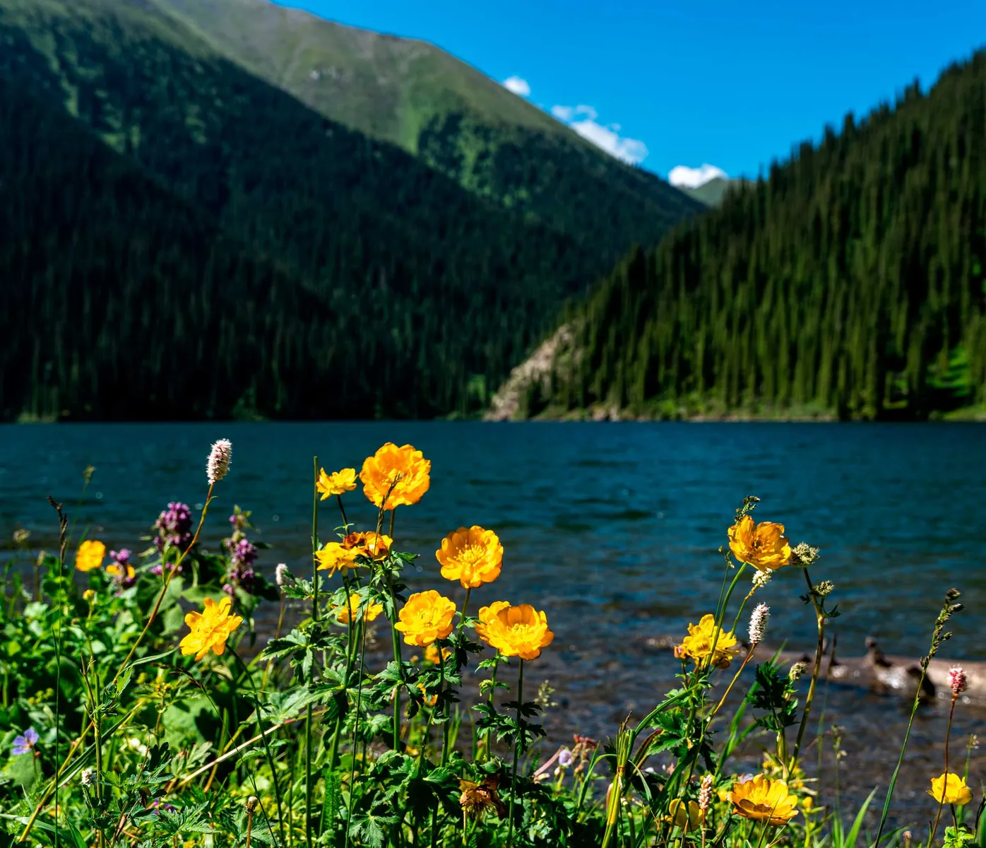 kolsay-lake-national-park-yellow-flowers.webp