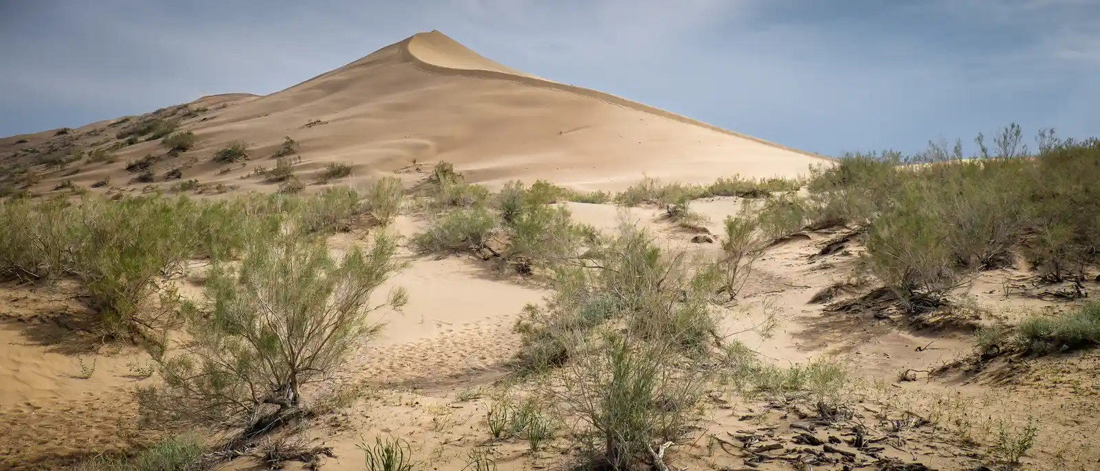 singing-dune-altyn-emel-desert-shrubs.webp